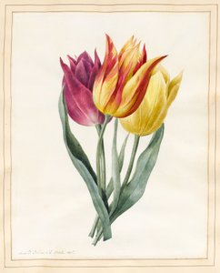 Trois tulipes lys